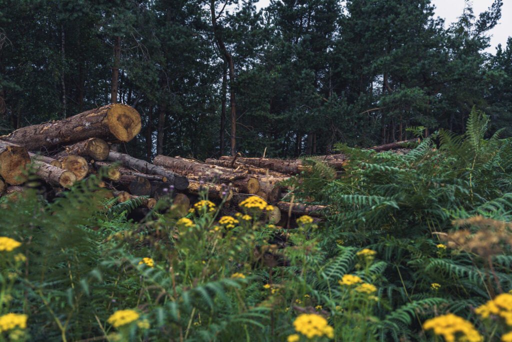 Felled trees ni a log pile with wild flowers and ferns in the foreground
