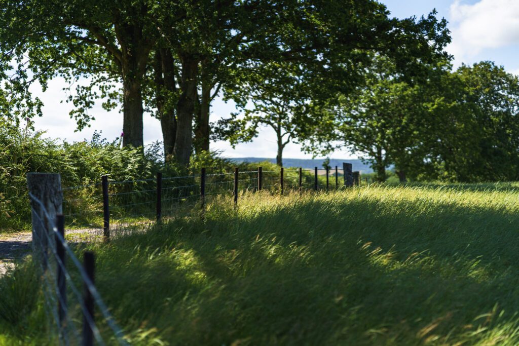 Private track to campsite with trees and meadowland both sides