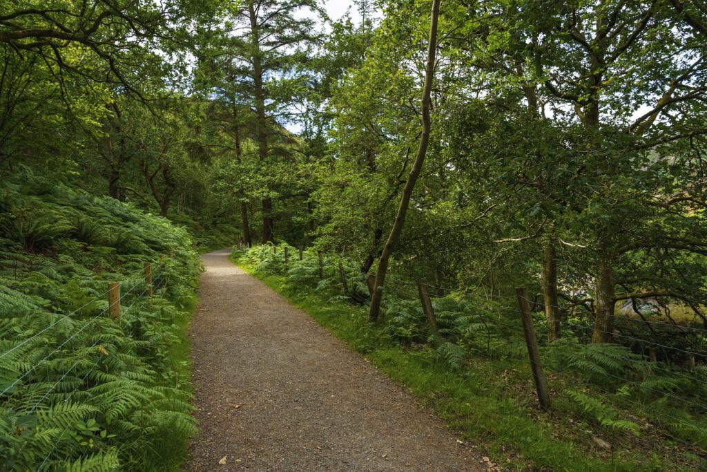 Woodland trail
