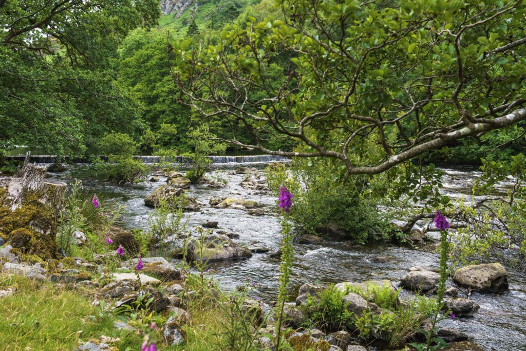 Riverside Elan Valley towards weir