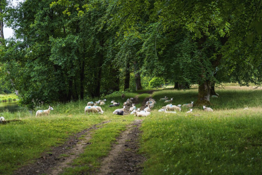 River Wye with sheep on footpath