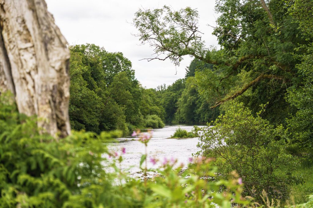 River Wye with trees and lush greenery and wild flowers
