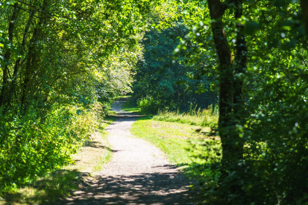 A sunlit gravel path through dense woodland at Deep Hayes Country Park.