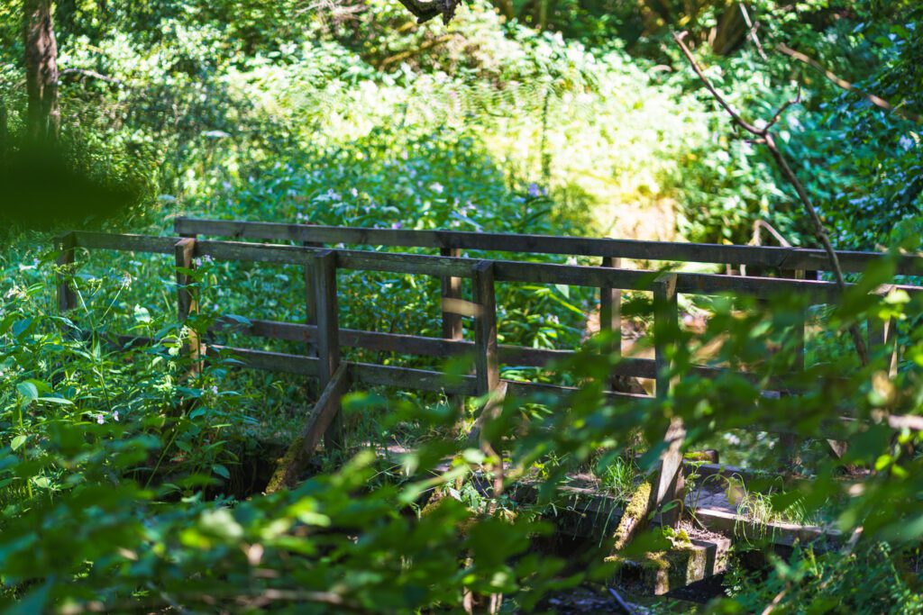 A wooden bridge railing surrounded by sunlit greenery at Deep Hayes Country Park.