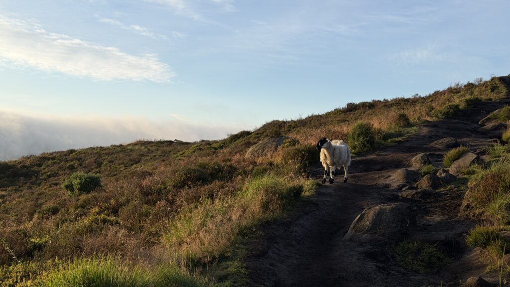 A sheep in the morning golden light on Hen Cloud
