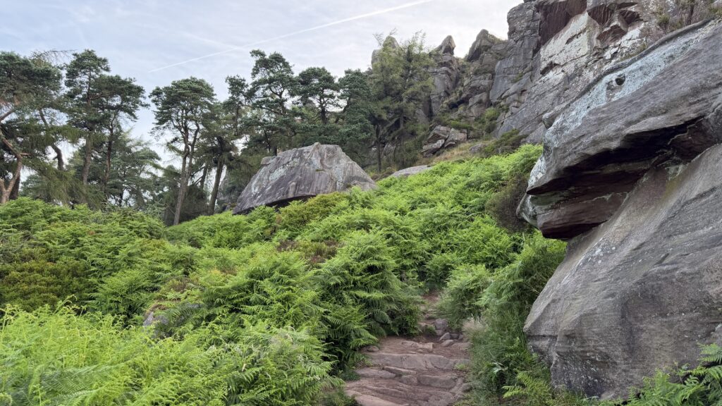 Woodland Ferns and Gritstone below the Roaches