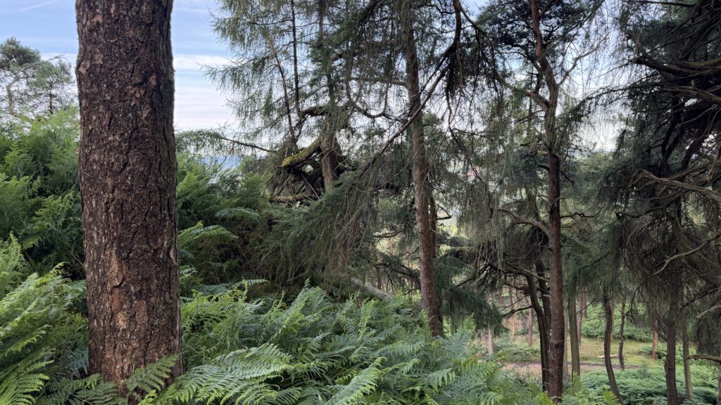 Forest scene below the gritstone edge at the Roaches