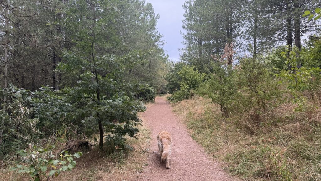 Woodland trail through Silverhill country park