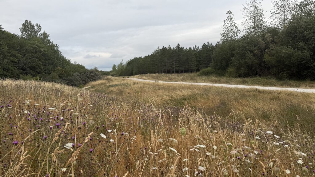 Footpath and wildflowers on Silverhill Country Park