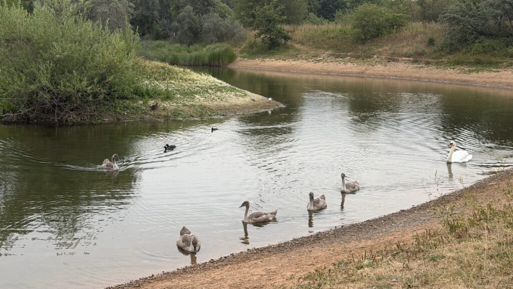 Swan and signets swimming on the pond at Silverhill country park