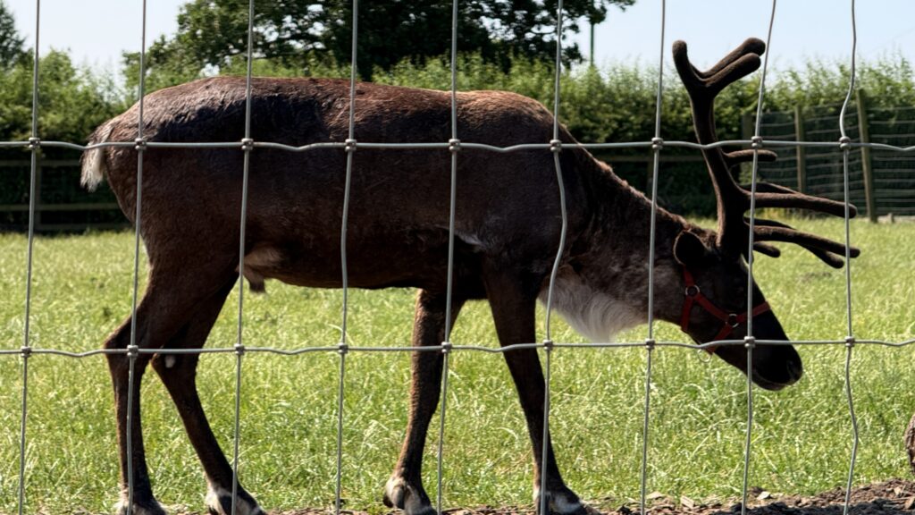 A reindeer with antlers behind a wire fence at Oakleys Farm.