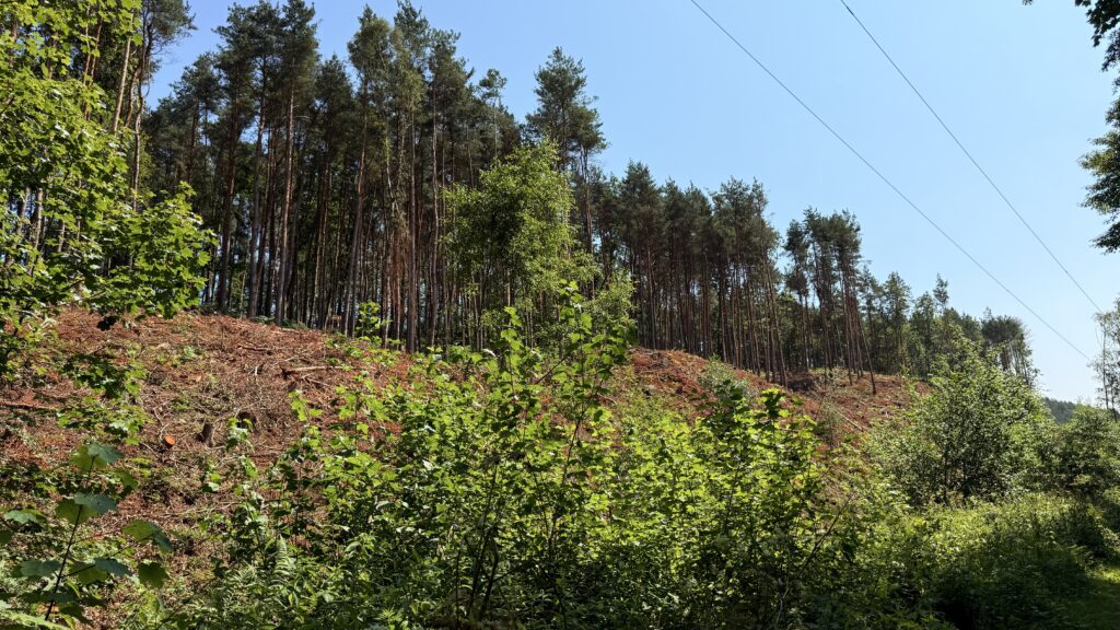 A pine woodland slope under blue sky on the Chained Oak walk in Dimmingsdale Wood.
