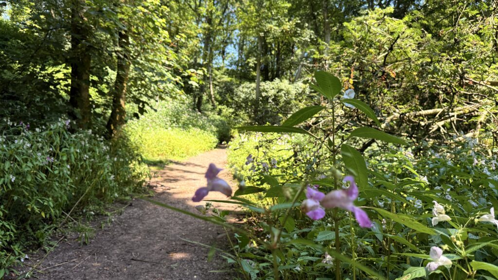 A narrow path lined with wildflowers and lush greenery on the Chained Oak walk in Dimmingsdale Wood.