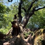 Chained Oak Walk from Oakamoor