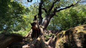 Chained Oak Walk from Oakamoor