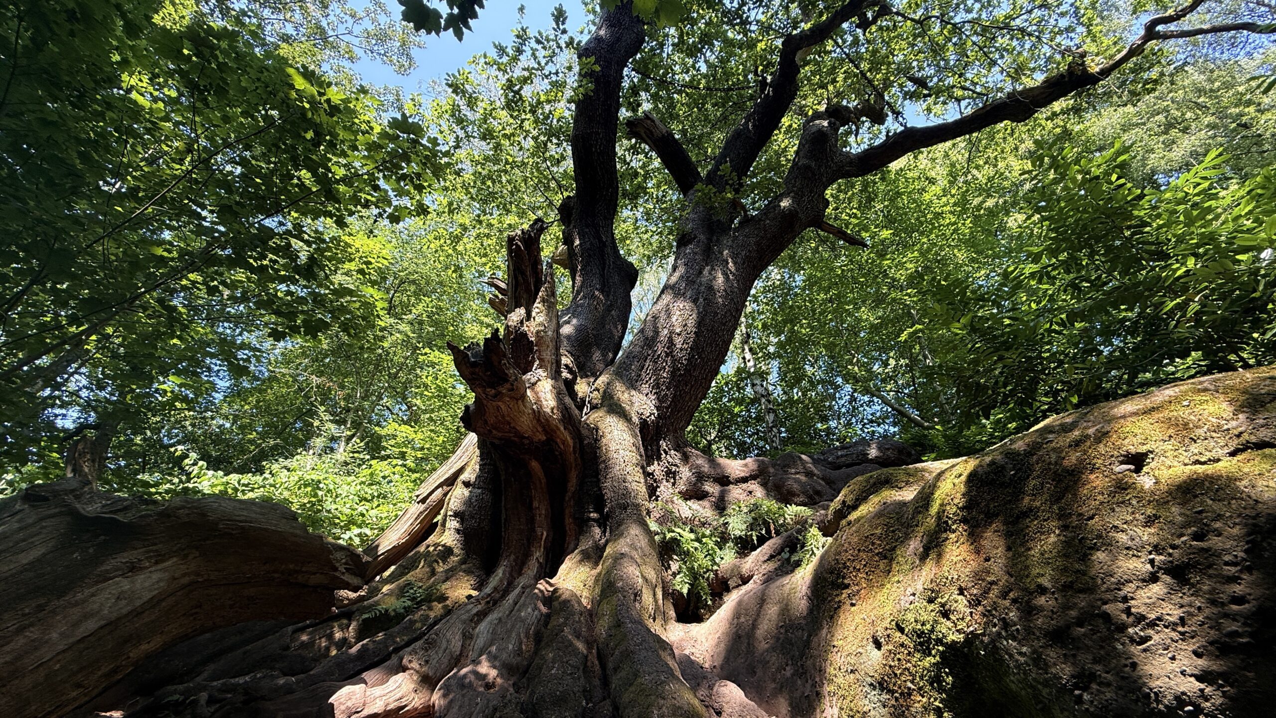 Chained Oak Walk from Oakamoor