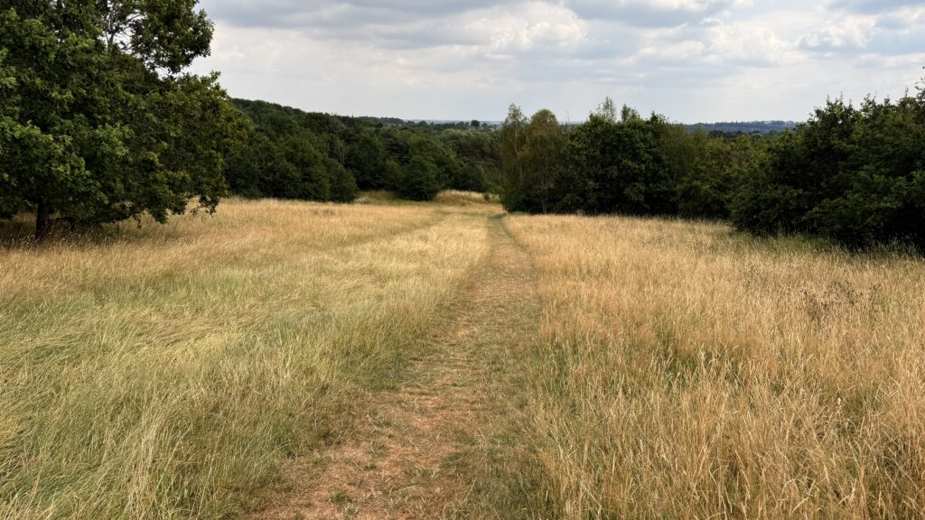 Footpath through fields with trees on either side