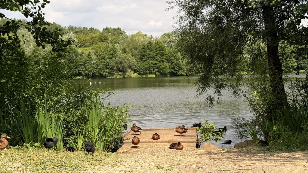 Ducks on fishing platform at Holmebrook Country Park