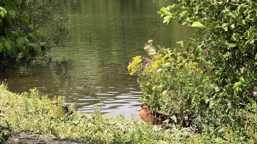 Duck on the waters edge at Holmebrook Country Park