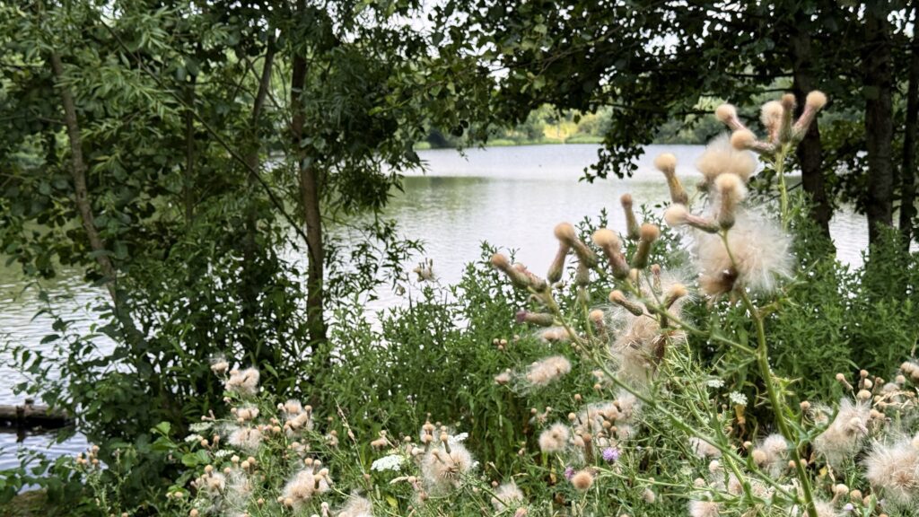 Flowers on the waters edge at Holmebrook Country Park