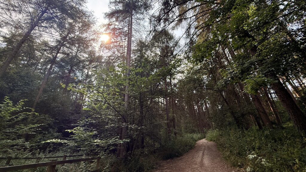 Sun shining through the trees at Linacre reservoir, woodland walk