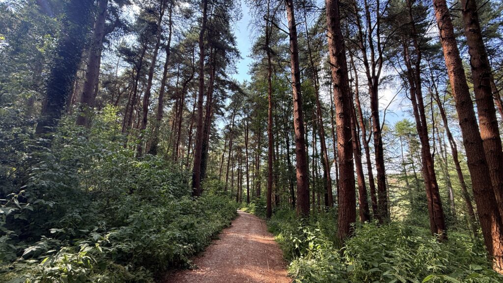 Blue skies poking through the trees at Linacre reservoir, woodland walk