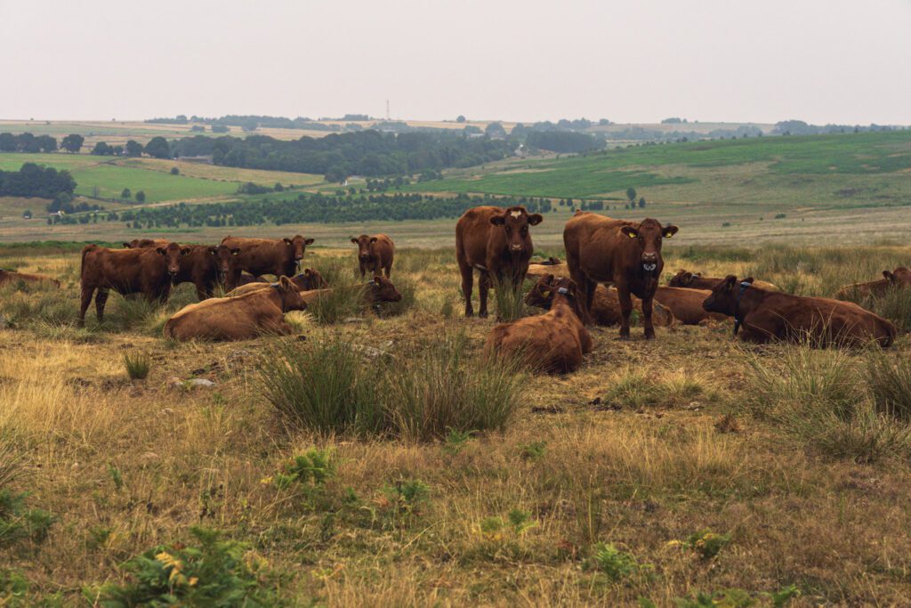 Cows on the Derbyshire moors on a cloudy day
