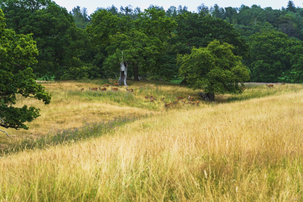 Deer roaming in the deer park on the Chatsworth estate
