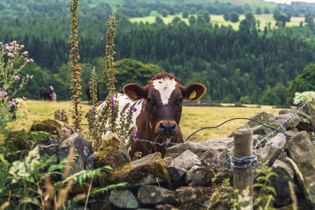 Brown and white cow looking over a stone wall in the Derbyshire countryside