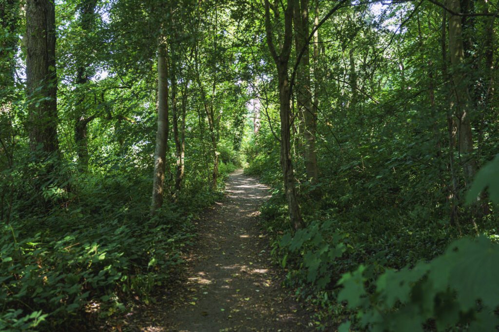 Woodland path with light shining through the trees