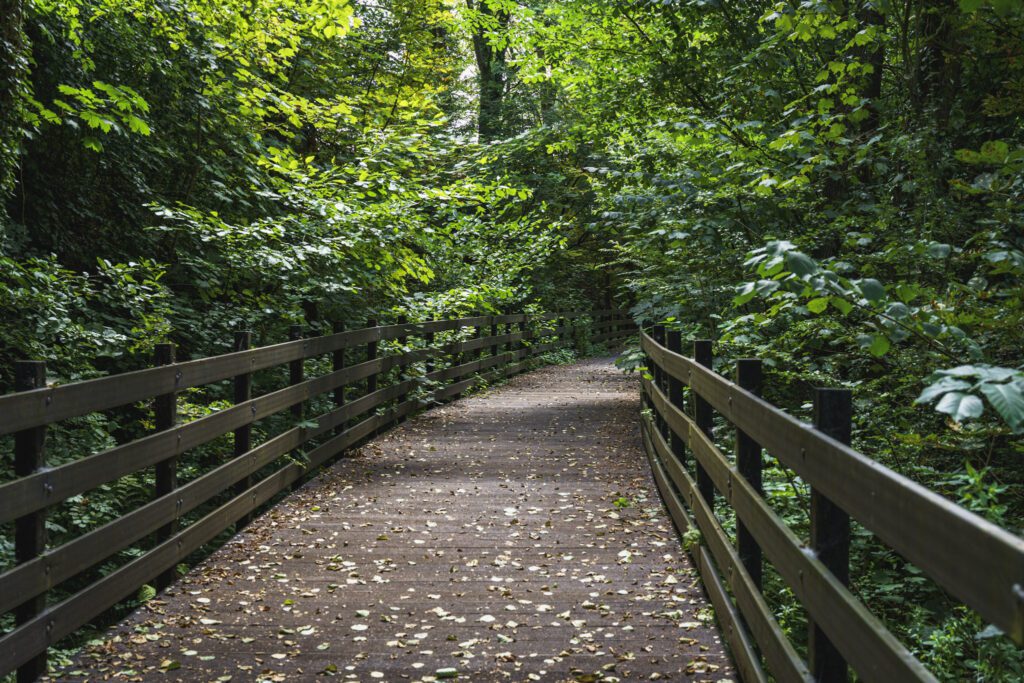 Wooden boardwalk in a dark forest