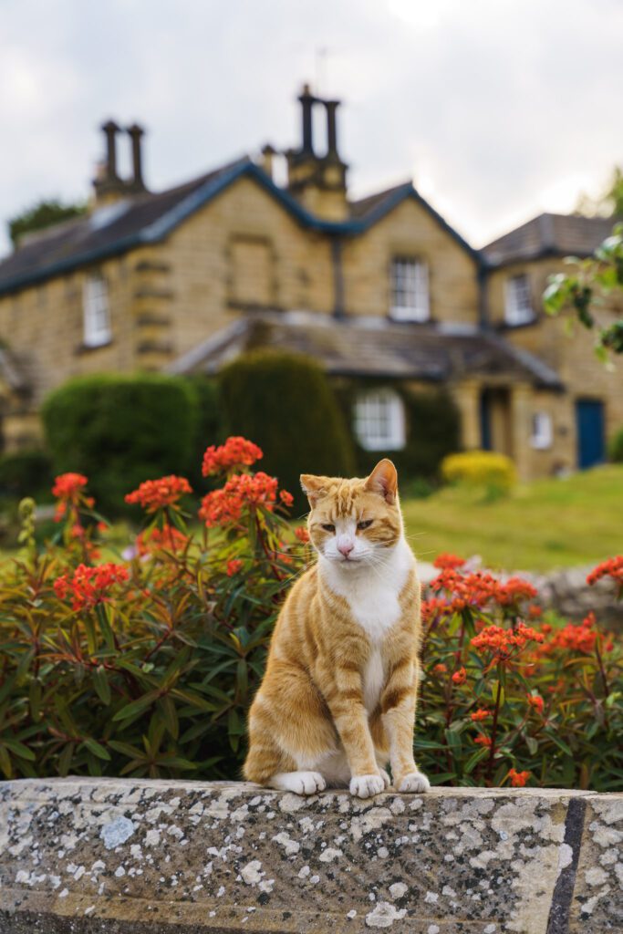 Cat on a wall at Edensor on the Chatsworth estate