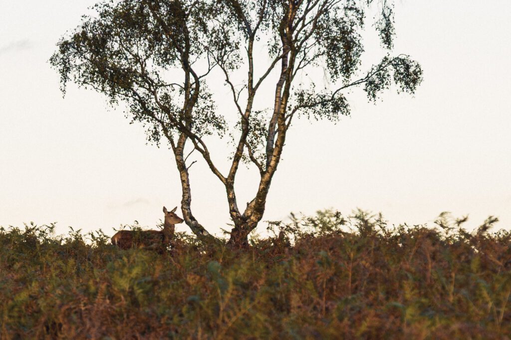 A wild deer on the moorland grasses at Curbar Edge