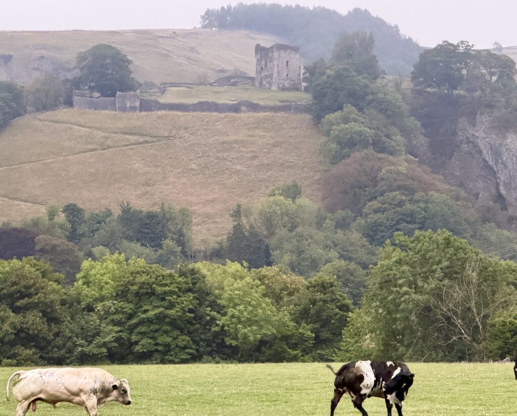 cows grazing with Peveril Castle high on the hillside behind