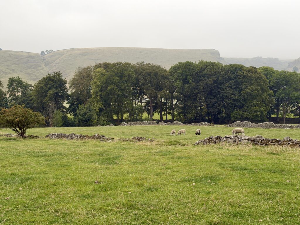 Sheep grazing on grassland with Winnats Pass in the distance